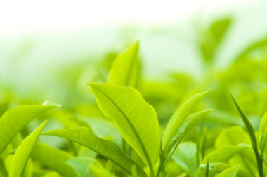 Gyokuro – the “Jade Dew” Japanese Green Tea