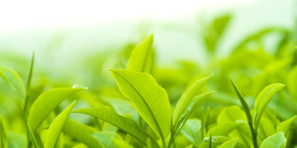 Gyokuro Green Tea