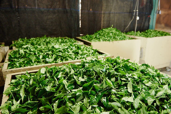 Gyokuro Green Tea